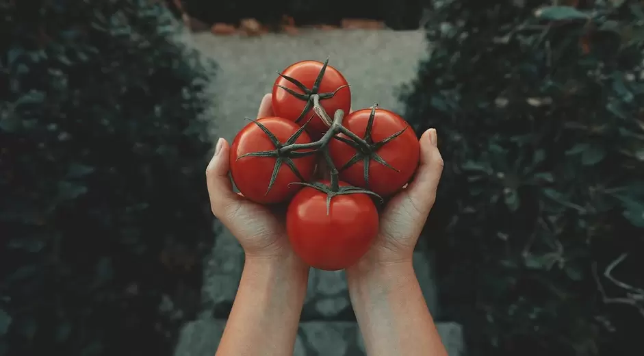 paradižnik za potenco